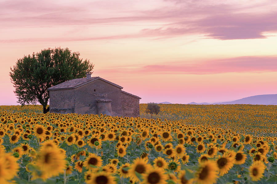 Sunflowers in Provence Photograph by Francesco Riccardo Iacomino