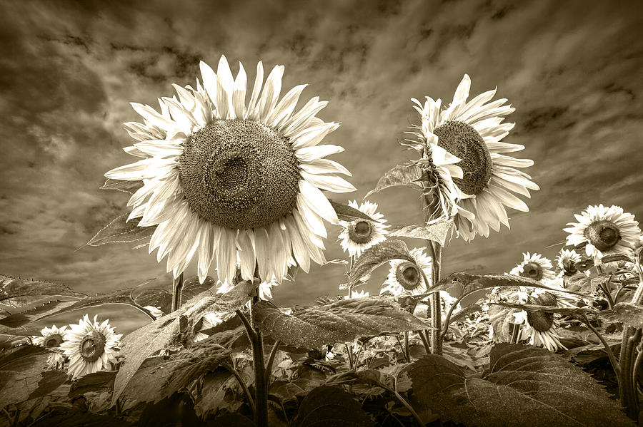 Sunflowers In Sepia Blooming In A Field Photograph