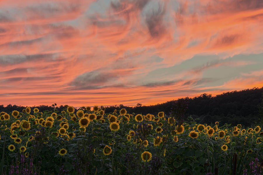 Sunflowers In Sleepy Red Glow Photograph by Angelo Marcialis