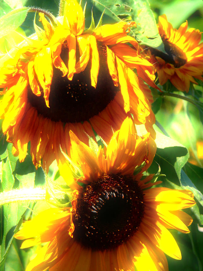 Sunflowers In Sunshine Photograph by Lori Seaman
