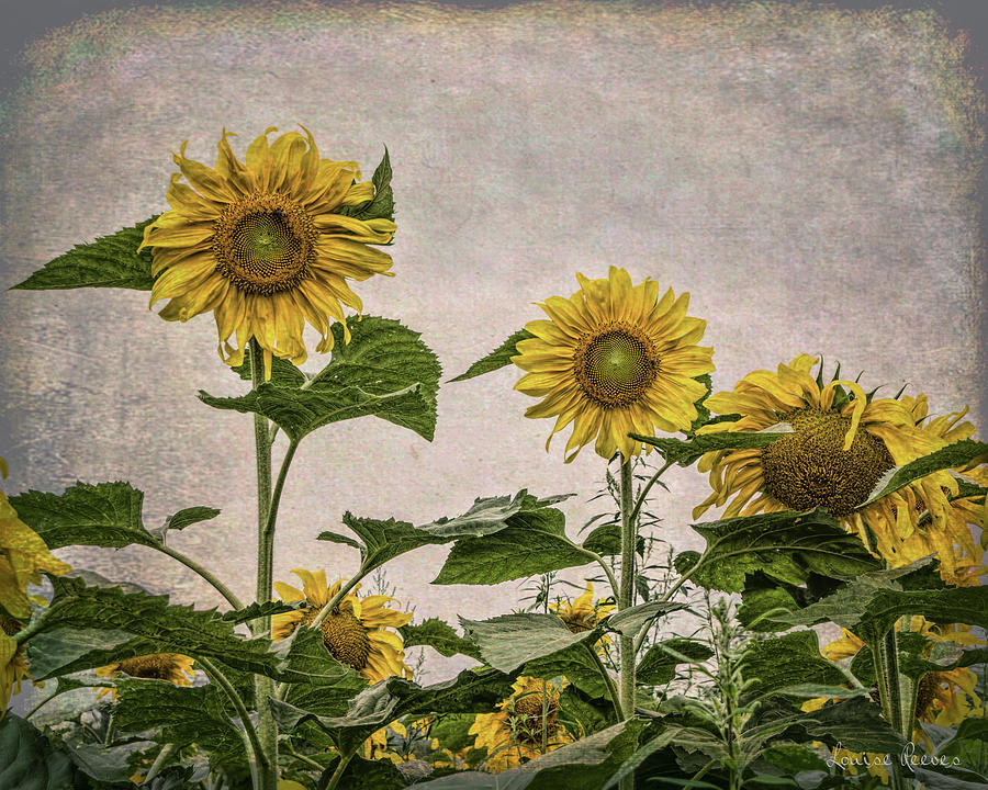 Sunflowers in Texture Photograph by Louise Reeves