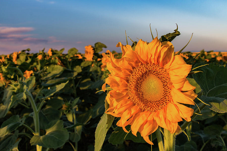 Sunflowers in the Early Morning Sun Photograph by Tony Hake