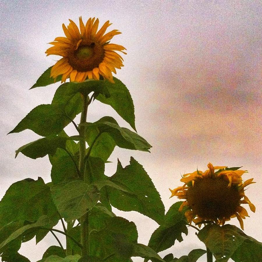 Sunflowers In The Garden Photograph by Jene Nesheiwat
