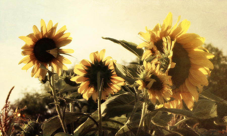 Sunflowers In Tone Photograph by Glenn McCarthy Art and Photography