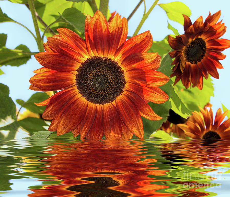 Sunflowers In Water Photograph by Mimi Ditchie