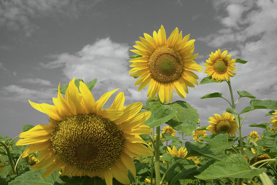 Sunflowers IV Photograph by Dylan Punke