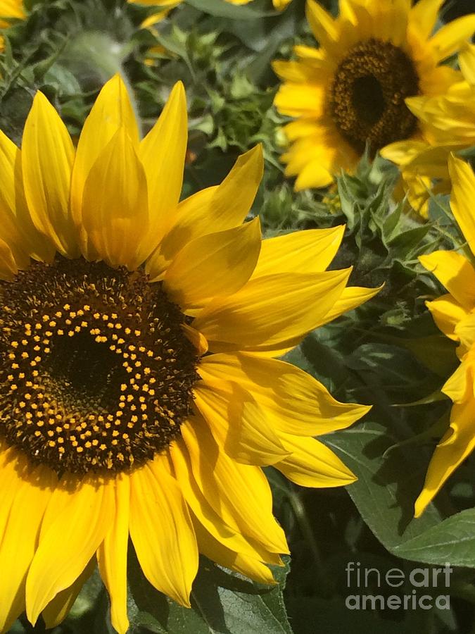 Sunflowers Photograph by Jacklyn Duryea Fraizer