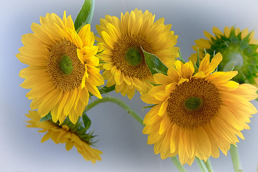 Sunflowers Photograph by Jade Moon 