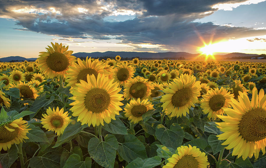 Sunflower Photograph - Sunflowers by James Richman