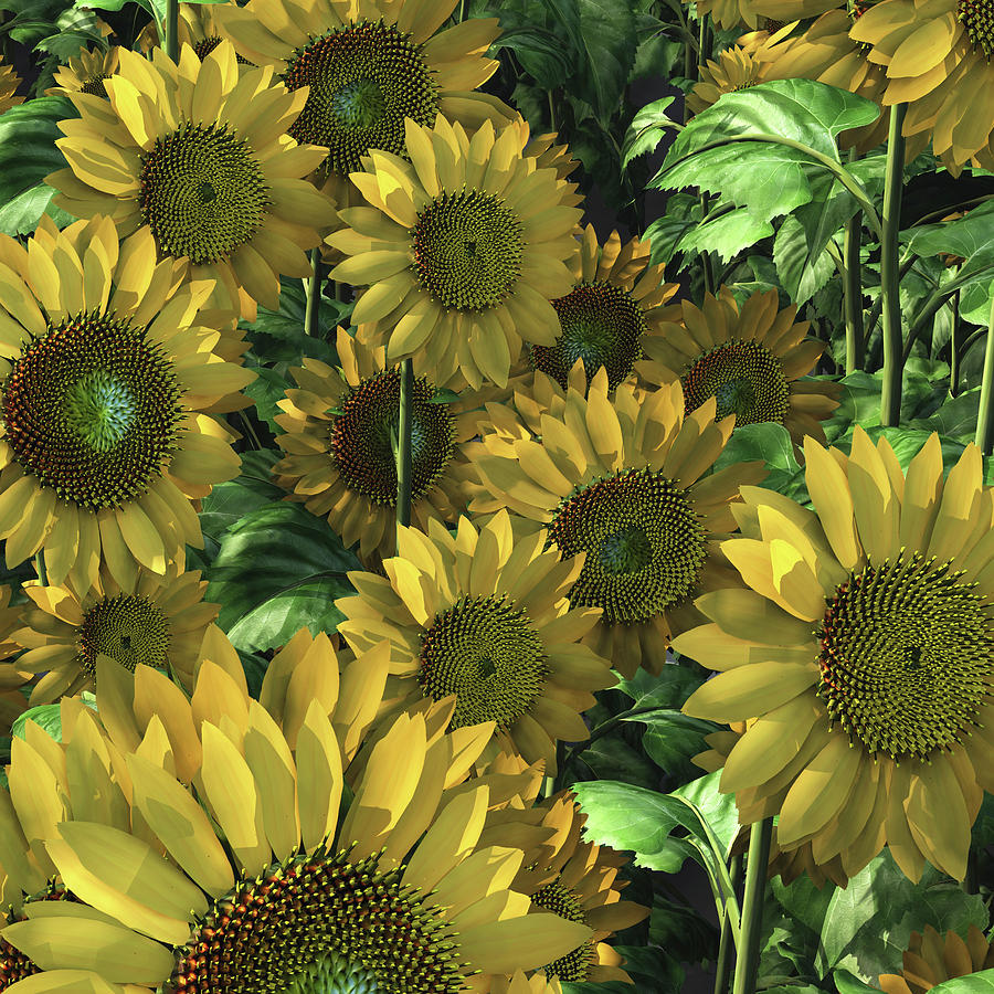 Sunflowers Digital Art by Jan Keteleer