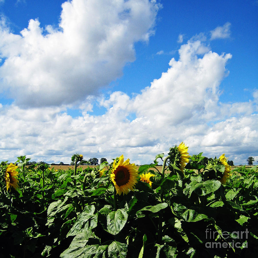 Sunflowers Photograph