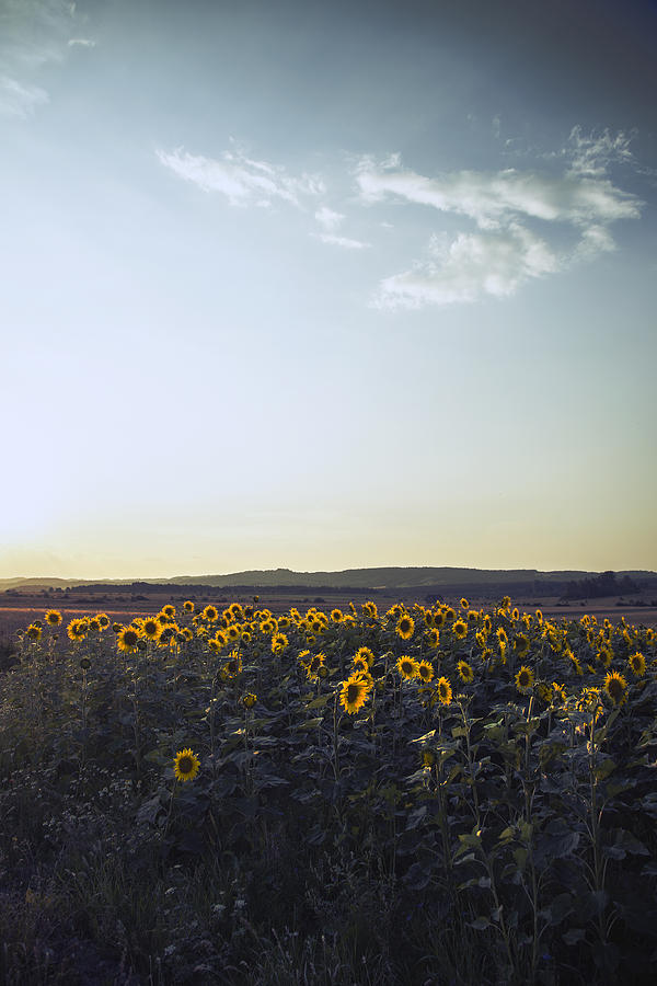 Flower Photograph - Sunflowers by Art of Invi