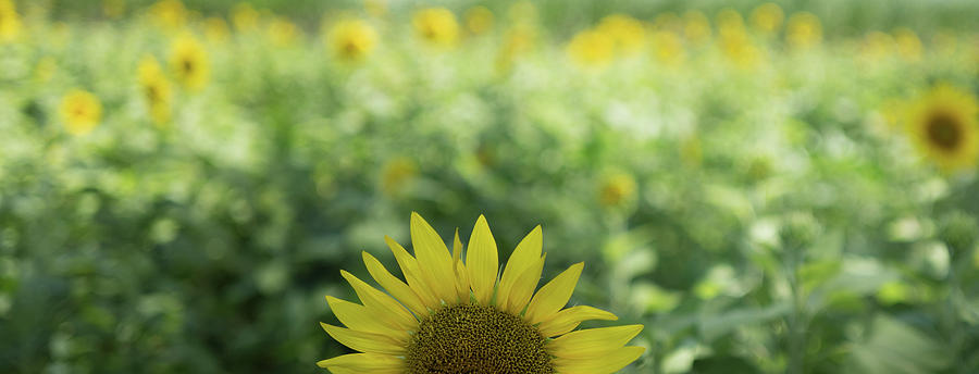 Sunflowers Photograph by Jocelyn Kahawai