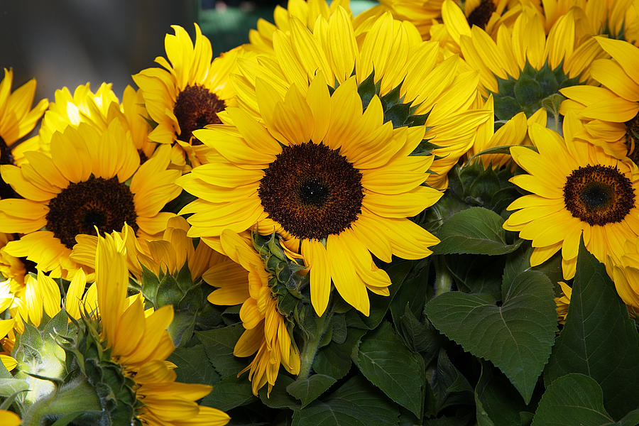 Sunflowers Photograph by Johan Bekker | Fine Art America