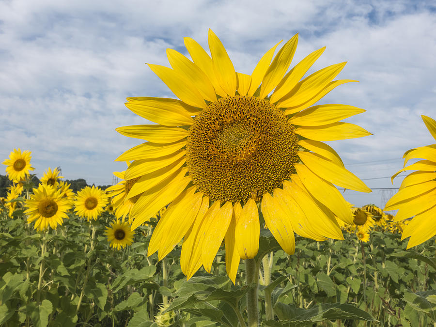 Sunflowers Photograph by Josef Pittner