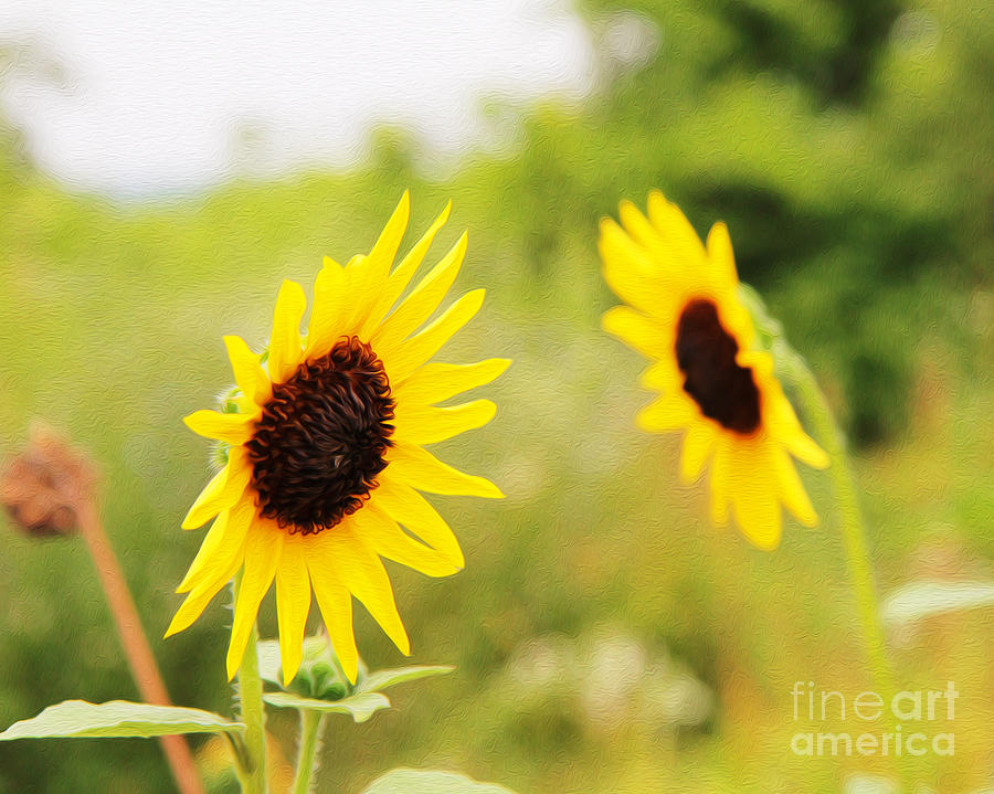 Flower Digital Art - Sunflowers by Joseph Re