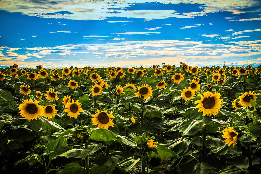 Sunflowers Photograph by Juli Ellen