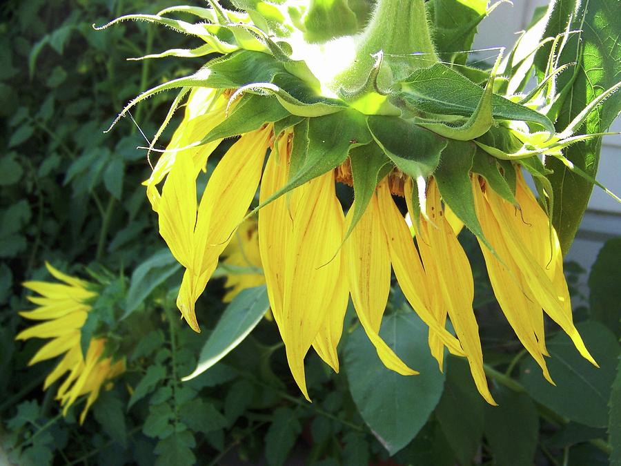 Sunflowers Photograph by Julie Rauscher