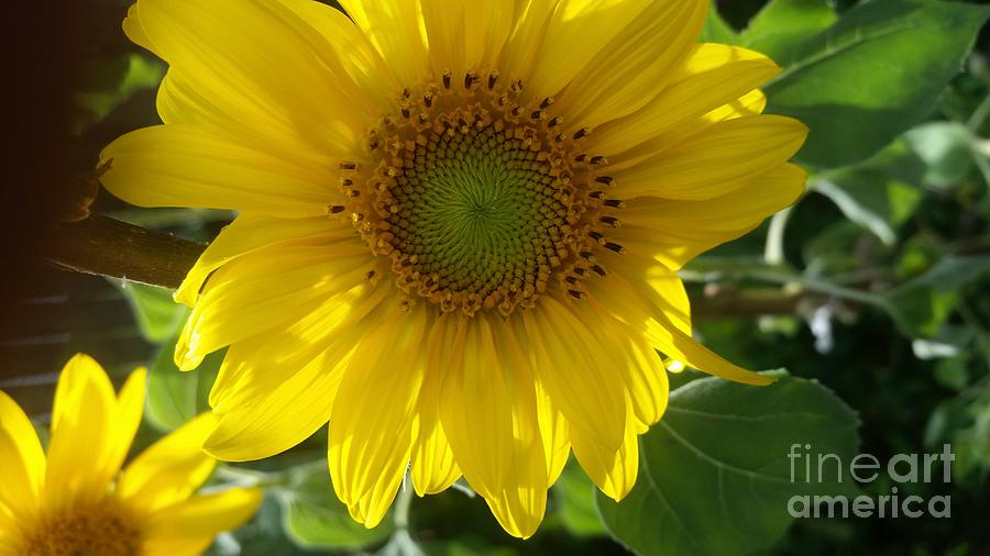 Sunflowers-just bloomed Photograph by Holly Martinson - Pixels