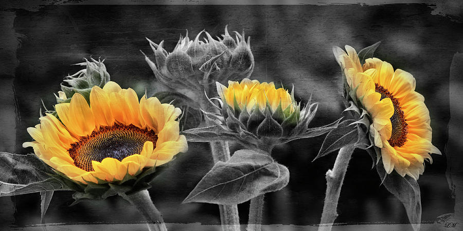 Sunflowers Photograph by Lily Malor