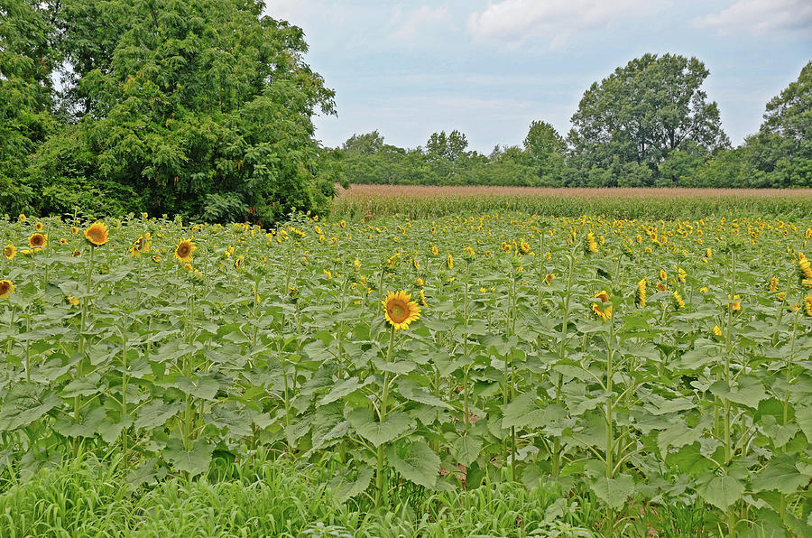 Sunflowers Photograph by Linda Brown