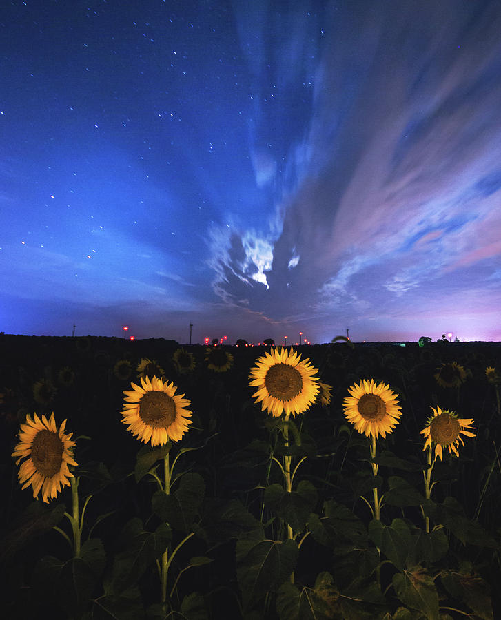 Sunflowers Long Exposure Photograph by Cale Best
