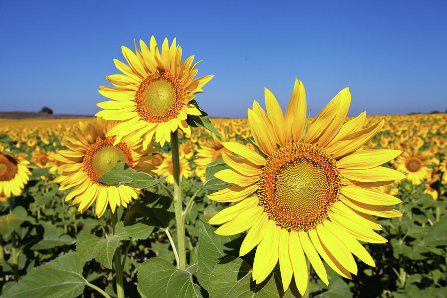 Sunflowers Photograph by Luca Francini - Fine Art America