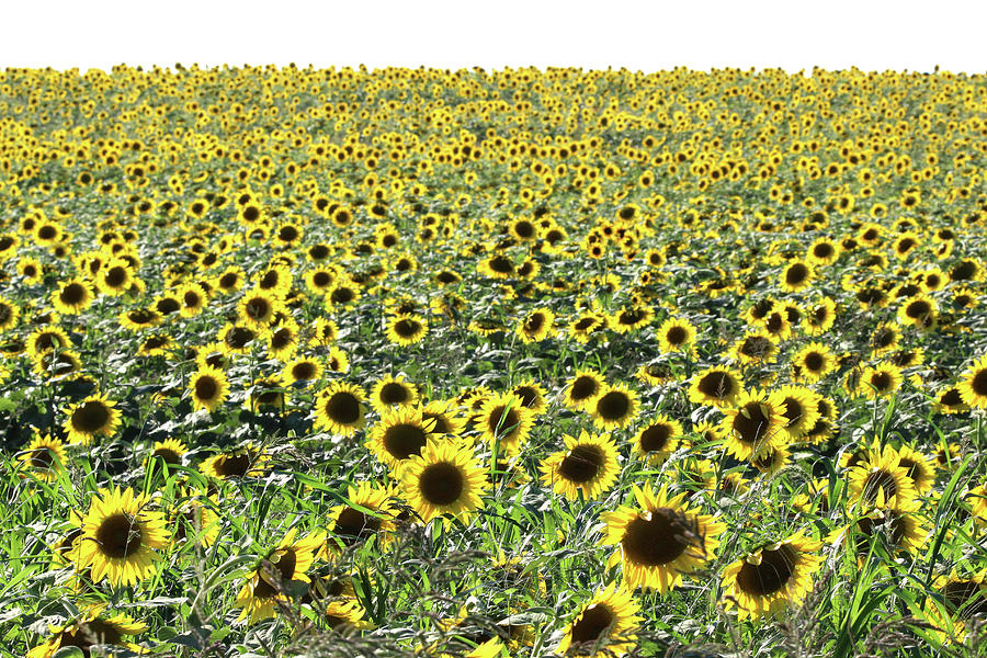 Sunflowers Mattituck New York Photograph by Bob Savage
