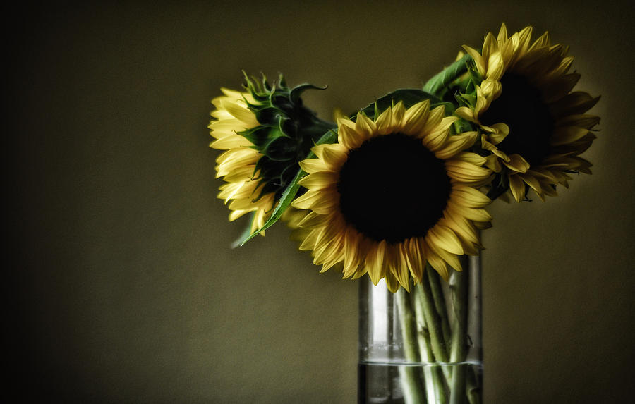 Sunflowers Photograph - Sunflowers by Mauricio Jimenez