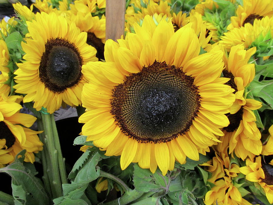 Flower Photograph - Sunflowers by Melinda Saminski
