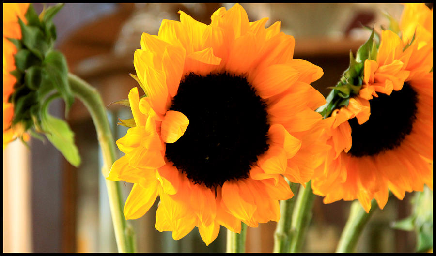Sunflowers Mixed Media by Melissa  Hardiman
