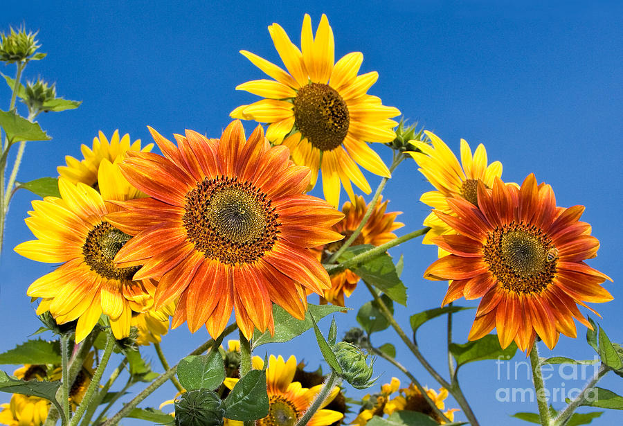 Sunflowers Photograph by Mimi Ditchie