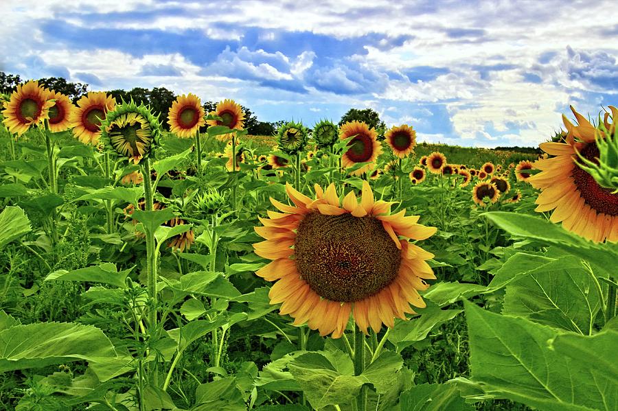 Sunflowers Photograph by Mitch Kite