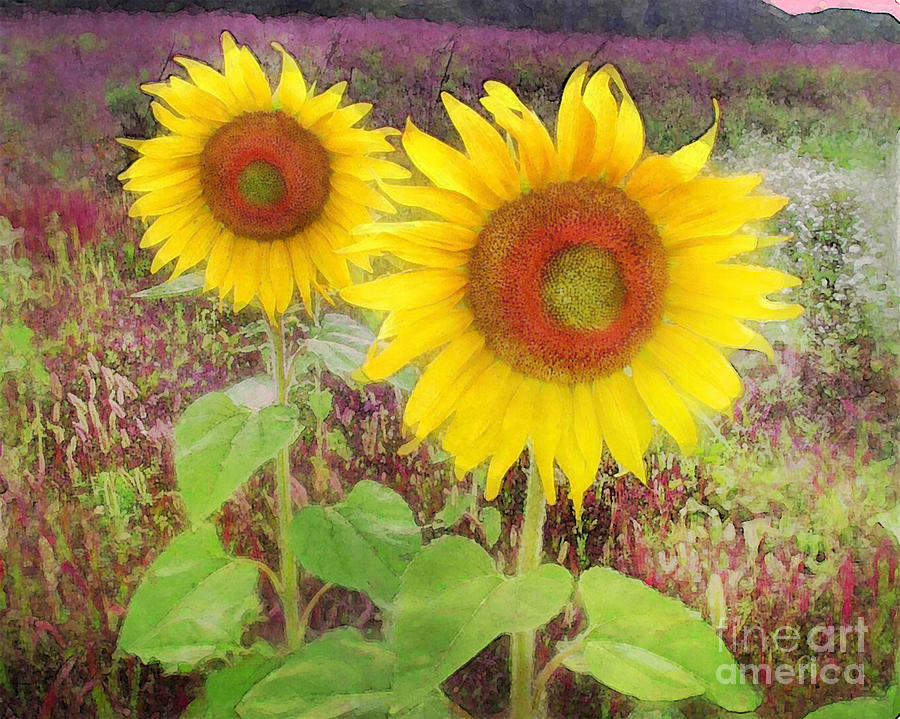 Sunflowers morning pinks Photograph by Gina Signore
