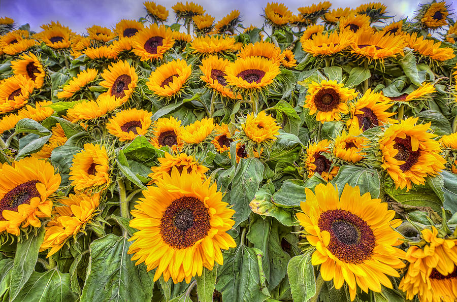 Sunflowers Photograph by Nadia Sanowar