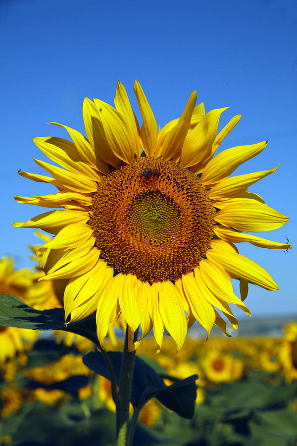 Sunflowers near Varna in Bulgaria Photograph by John Rocha | Fine Art ...