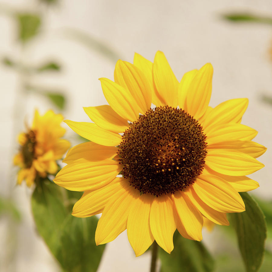 Sunflowers No. 1 Photograph by Helen Jackson