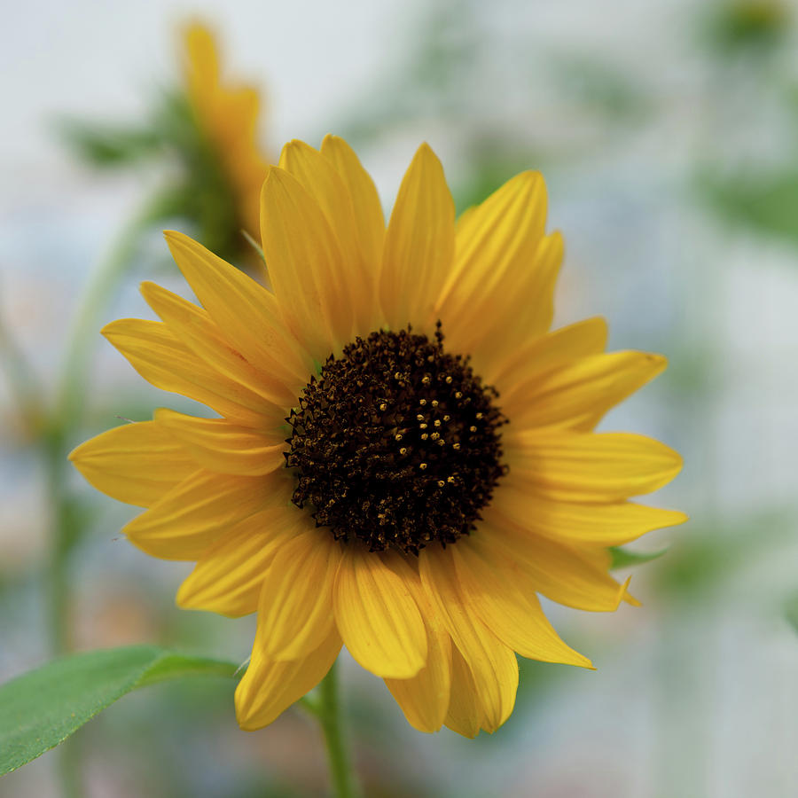 Sunflowers No. 3 Photograph by Helen Jackson