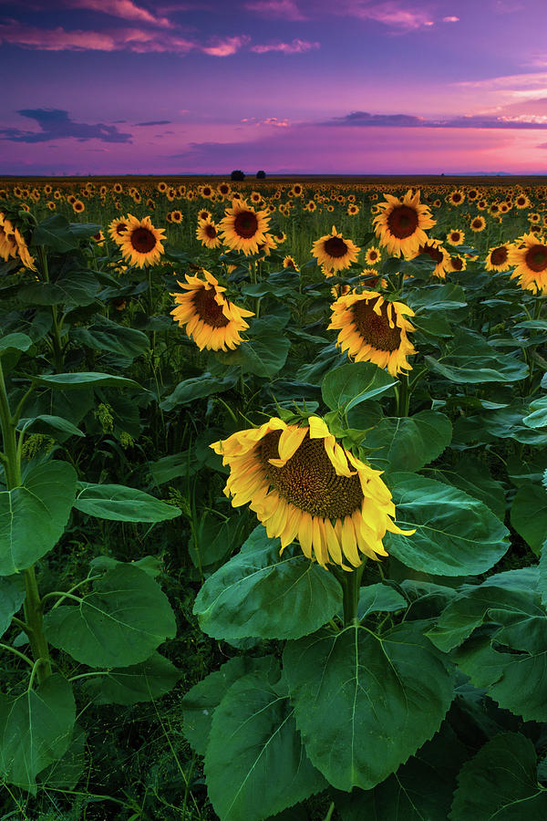 Sunflowers Of An August Summer Photograph by John De Bord