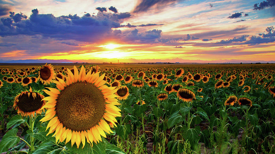 Sunflowers Of Golden Hour Photograph by John De Bord