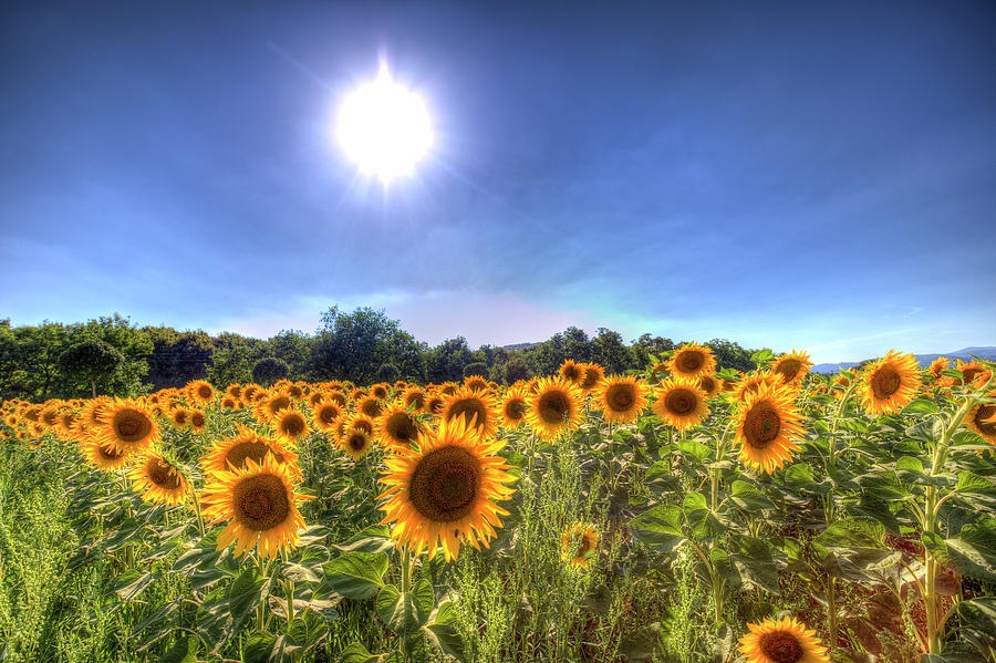 Sunflowers Of Summer Photograph by David Pyatt