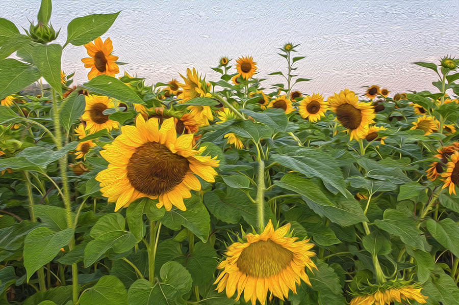 SUNflowers Oil Paint Version 3 Photograph by Angelo Marcialis