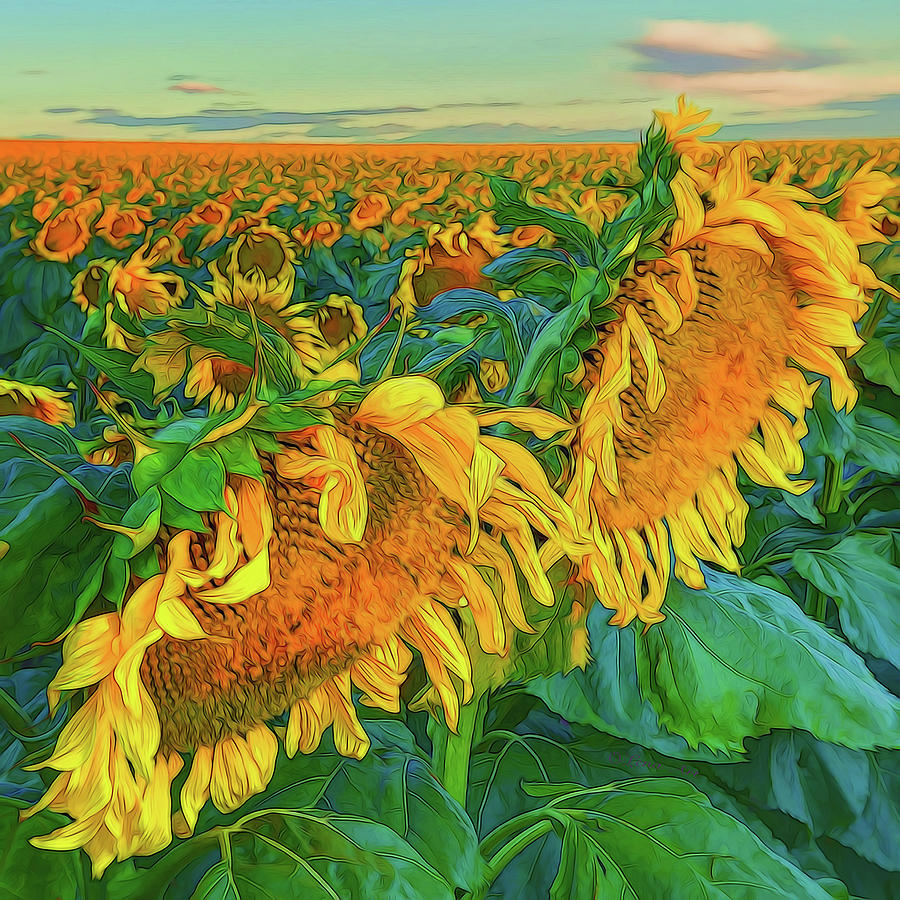Sunflowers Photograph by OLena Art