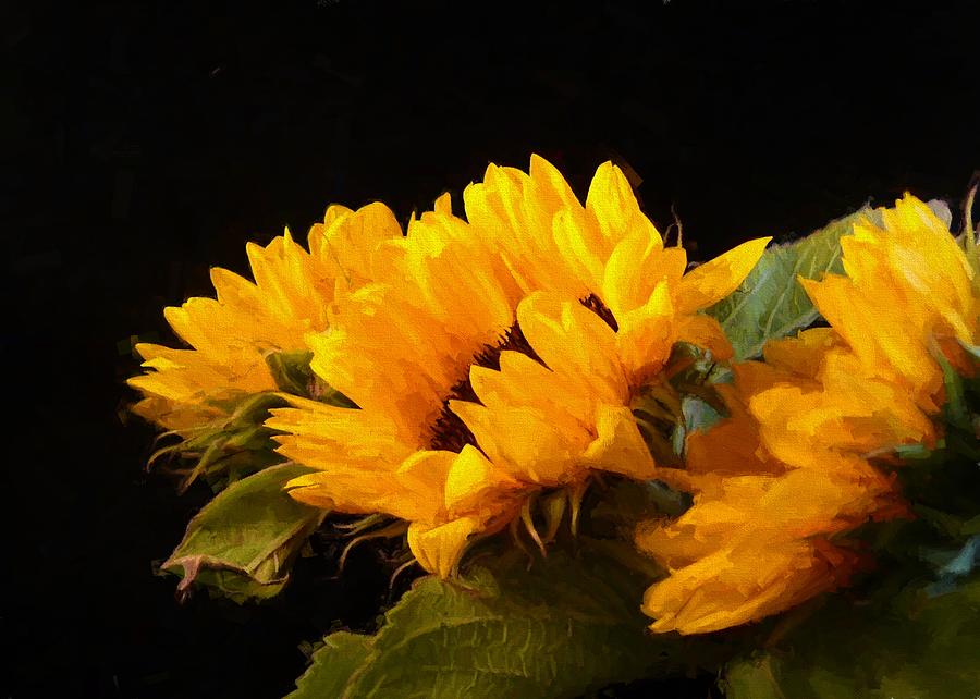 Sunflowers on a Black Background Digital Art by Charmaine Zoe