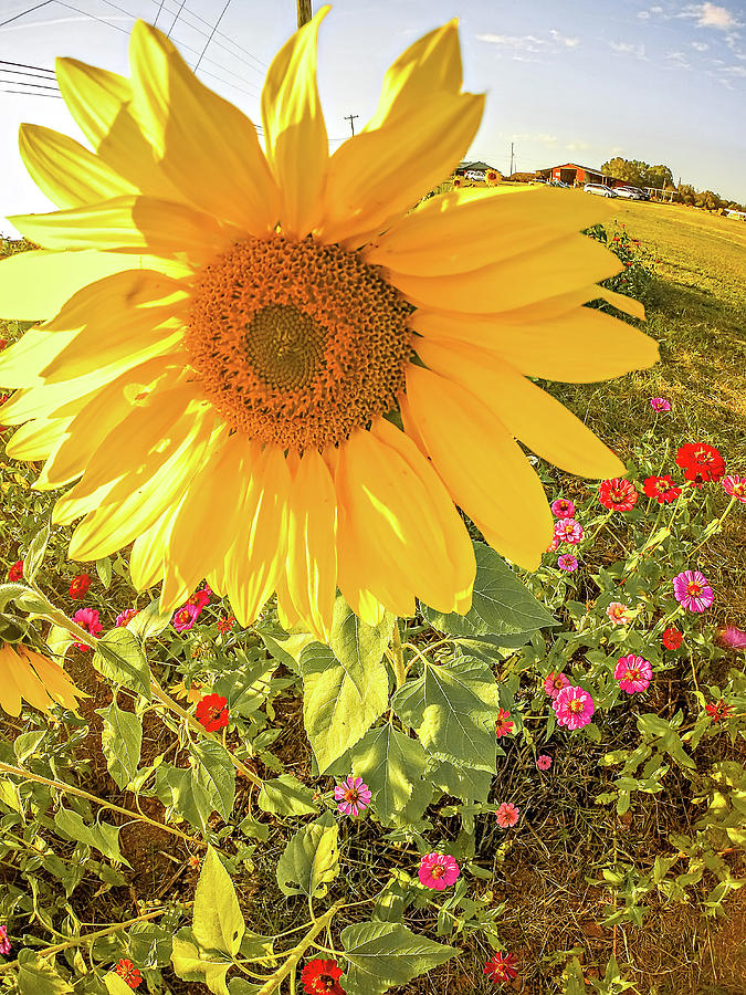 Sunflowers On A Farm Field In A Country Photograph by Alex Grichenko