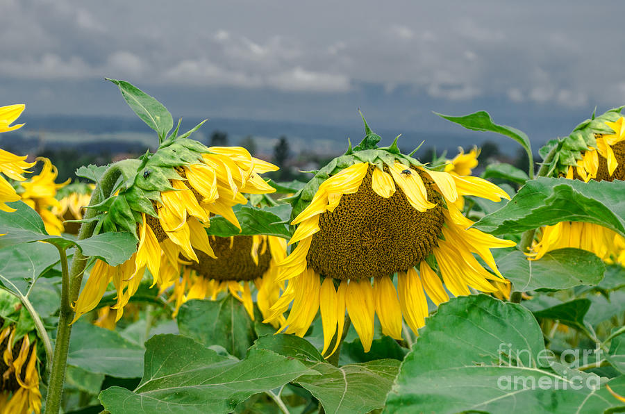 Sunflowers On A Rainy Day Photograph by Michelle Meenawong