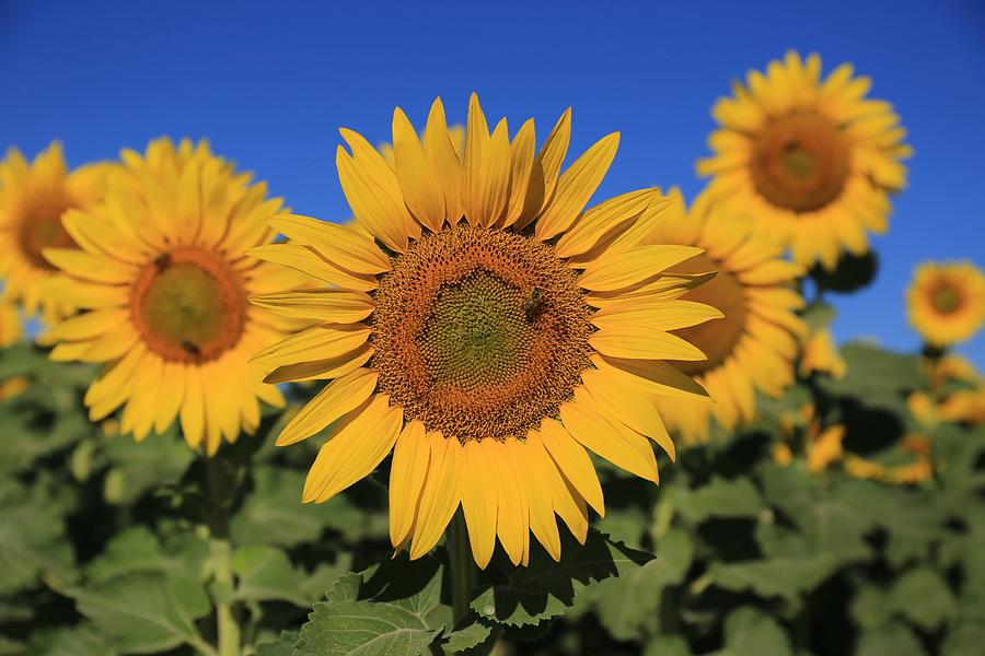 Sunflowers on a summer morning Photograph by Lynn Hopwood