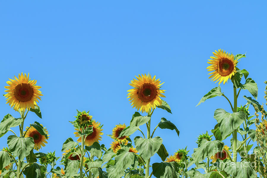 Sunflowers on Blue Photograph by Anastasy Yarmolovich