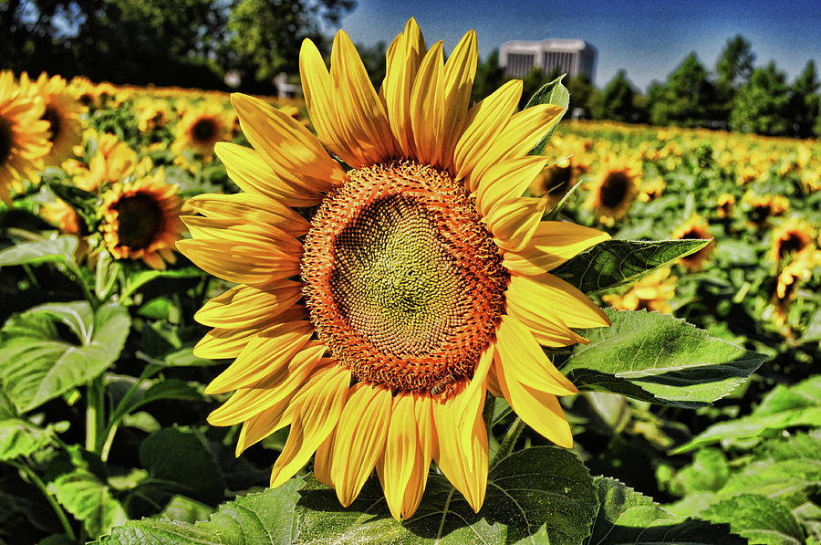 Sunflowers on Michigan Avenue Photograph by Chris Fleming - Fine Art ...