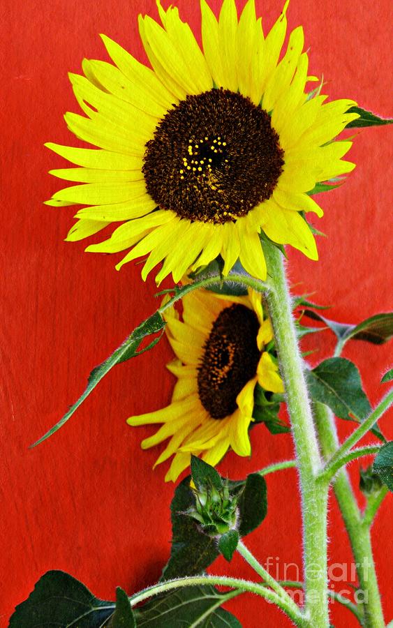 Sunflowers on Red   Photograph by Sarah Loft